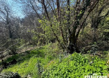 Farmhouse Lauriano - photo 50