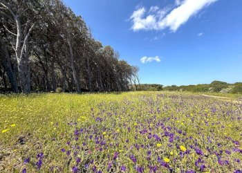 Foto 22 - Villa Isola Rossa, Trinità d'Agultu e Vignola - photo 22