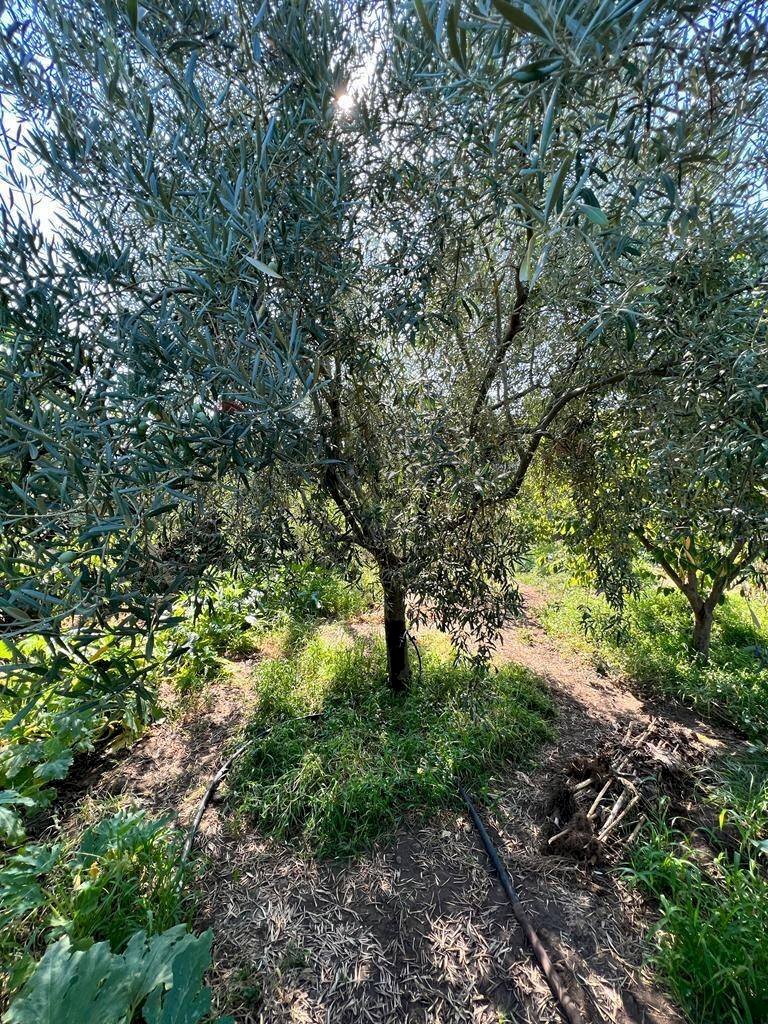 Giardino - Agricultural land Contrada Patellina
snc, Paterno - photo 2