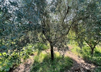 Giardino - Terreno agricolo Contrada Patellina
 
snc, Paterno - foto 4