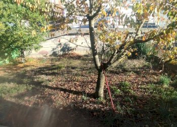 Giardino - Villa Via Goffredo Mameli
 
13, Maletto - photo 10