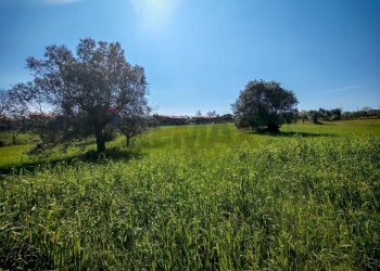 Giardino - Agricultural land VIA FRANCESCA FELICITA TACCHINARDI, Recanati - photo 15