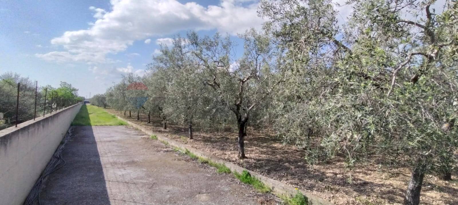 Giardino - Terreno edificabile Contrada Mezzanella, Manfredonia - foto 2