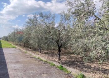 Giardino - Terreno edificabile Contrada Mezzanella, Manfredonia - foto 2