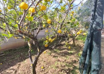 Giardino - Terreno edificabile Contrada Mezzanella, Manfredonia - foto 7