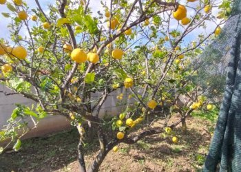 Dettagli - Terreno edificabile Contrada Mezzanella, Manfredonia - foto 8