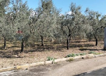 Giardino - Terreno edificabile Contrada Mezzanella, Manfredonia - foto 9