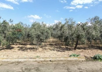 Giardino - Terreno edificabile Contrada Mezzanella, Manfredonia - foto 13