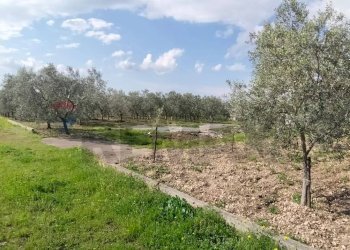Giardino - Terreno edificabile Contrada Mezzanella, Manfredonia - foto 14