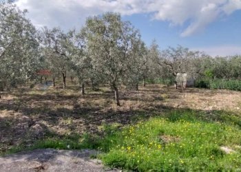Giardino - Terreno edificabile Contrada Mezzanella, Manfredonia - foto 18