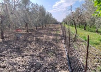 Giardino - Terreno edificabile Contrada Mezzanella, Manfredonia - foto 20