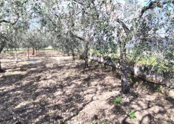 Giardino - Terreno edificabile Contrada Mezzanella, Manfredonia - foto 22