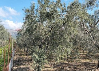 Giardino - Terreno edificabile Contrada Mezzanella, Manfredonia - foto 23