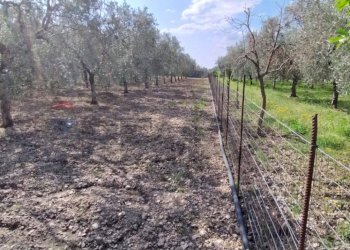 Giardino - Terreno edificabile Contrada Mezzanella, Manfredonia - foto 24