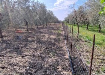 Giardino - Terreno edificabile Contrada Mezzanella, Manfredonia - foto 25