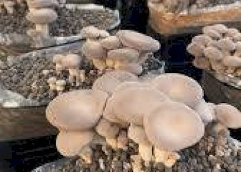 Foto 7 - Attività Commerciale Latina - foto 7