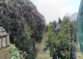 Giardino - Terreno agricolo contrada riccio brecciara
 
snc, Ortona - foto 7