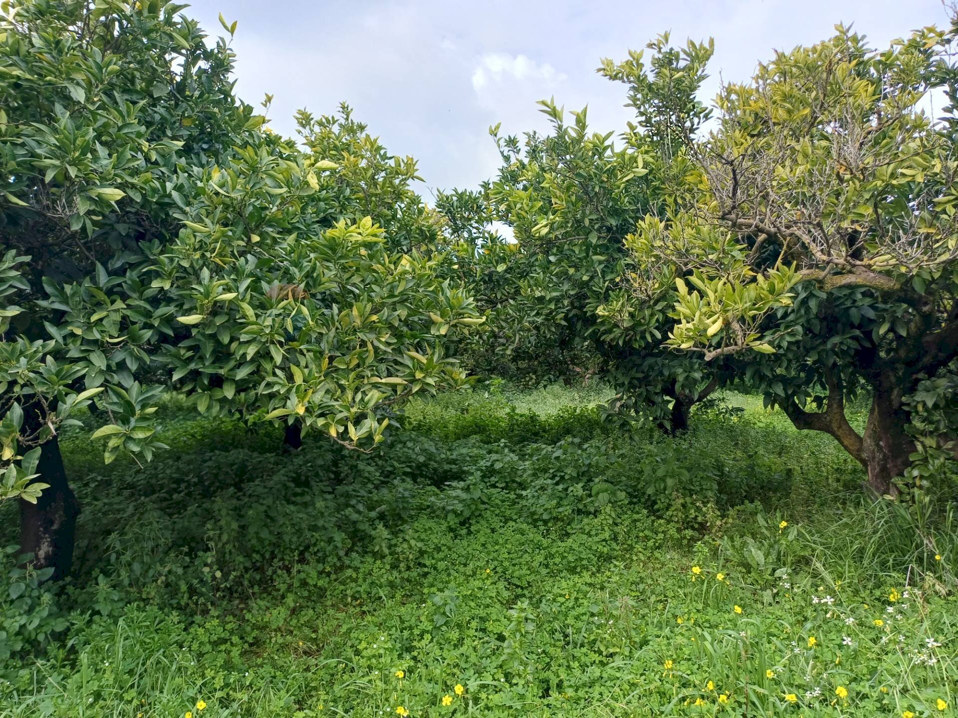 Giardino - Terreno agricolo C/da Piraino
 
s.n, Chiaramonte Gulfi - foto 2