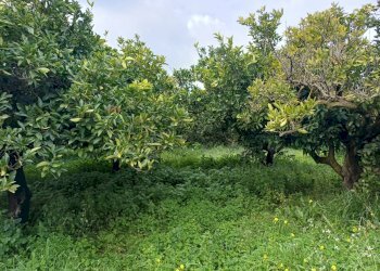 Giardino - Terreno agricolo C/da Piraino
 
s.n, Chiaramonte Gulfi - foto 2