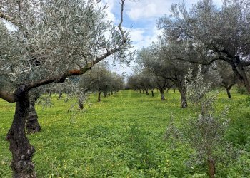 Giardino - Terreno agricolo C/da Piraino
 
s.n, Chiaramonte Gulfi - foto 3