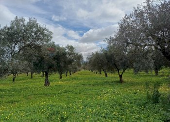 Giardino - Terreno agricolo C/da Piraino
 
s.n, Chiaramonte Gulfi - foto 4