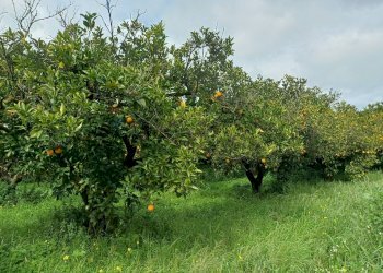 Giardino - Terreno agricolo C/da Piraino
 
s.n, Chiaramonte Gulfi - foto 5