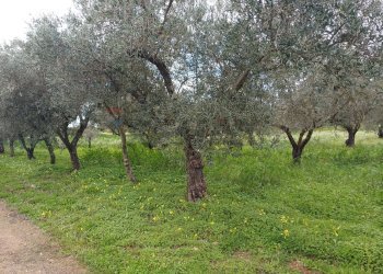 Giardino - Terreno agricolo C/da Piraino
 
s.n, Chiaramonte Gulfi - foto 9