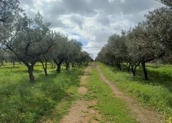 Giardino - Terreno agricolo C/da Piraino
 
s.n, Chiaramonte Gulfi - foto 12