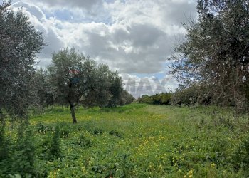 Giardino - Terreno agricolo C/da Piraino
 
s.n, Chiaramonte Gulfi - foto 13