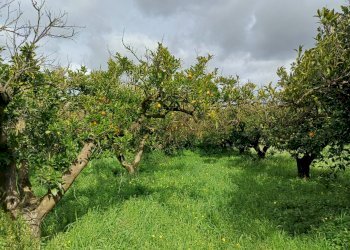 Giardino - Terreno agricolo C/da Piraino
 
s.n, Chiaramonte Gulfi - foto 15