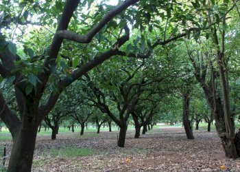Giardino - Terreno agricolo C/da Piraino
 
s.n, Chiaramonte Gulfi - foto 18