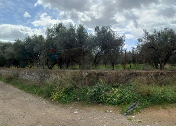 Giardino - Terreno agricolo C/da Piraino
 
s.n, Chiaramonte Gulfi - foto 20