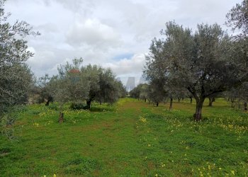 Giardino - Terreno agricolo C/da Piraino
 
s.n, Chiaramonte Gulfi - foto 21