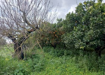 Giardino - Terreno agricolo C/da Piraino
 
s.n, Chiaramonte Gulfi - foto 22