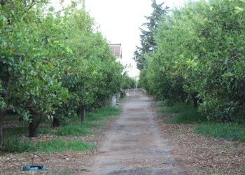 Giardino - Terreno agricolo C/da Piraino
 
s.n, Chiaramonte Gulfi - foto 26