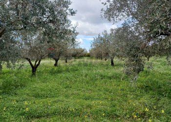 Giardino - Terreno agricolo C/da Piraino
 
s.n, Chiaramonte Gulfi - foto 28