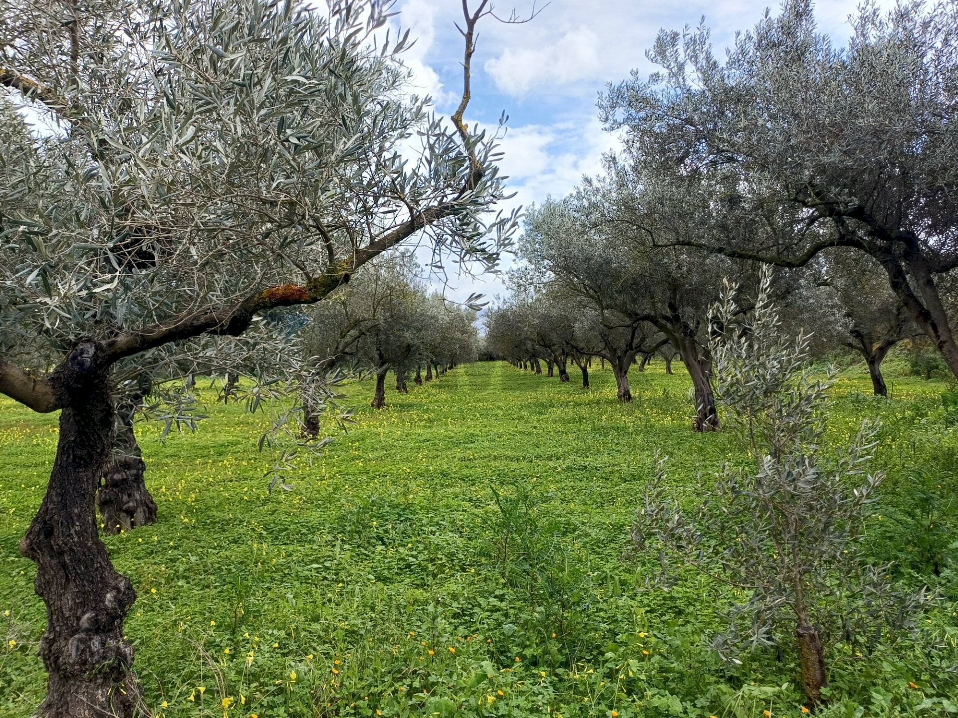 Giardino - Villa C/da Piraino, Chiaramonte Gulfi - foto 2