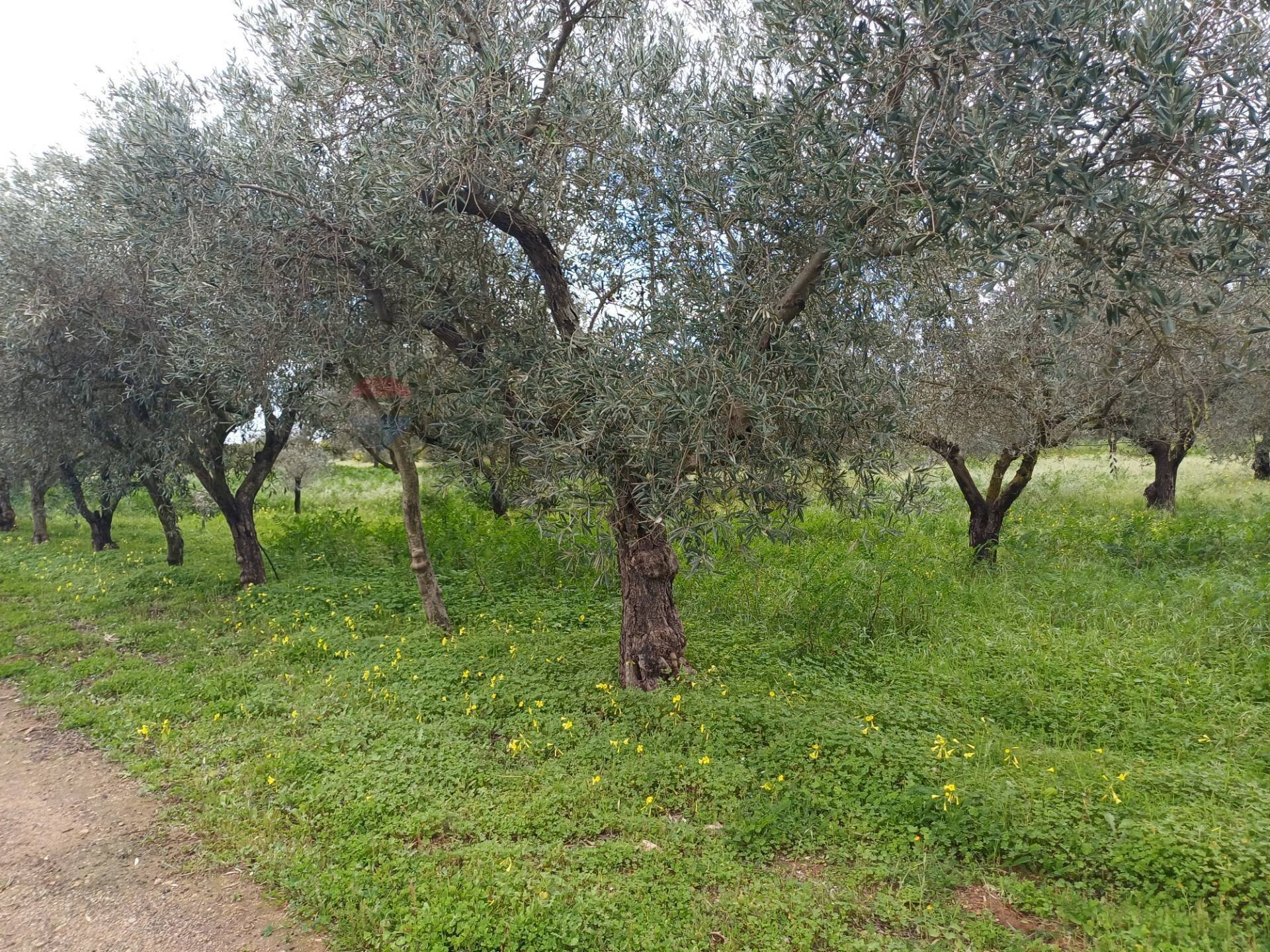 Giardino - Villa C/da Piraino, Chiaramonte Gulfi - foto 3