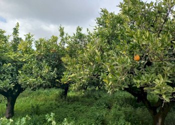 Giardino - Villa C/da Piraino, Chiaramonte Gulfi - foto 11