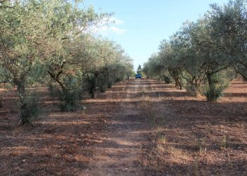 Giardino - Villa C/da Piraino, Chiaramonte Gulfi - foto 25