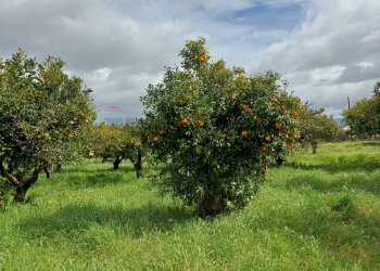 Giardino - Villa C/da Piraino, Chiaramonte Gulfi - foto 34