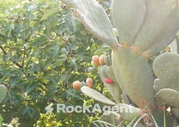 Giardino - Rustic contrada Pantano, Reitano - photo 28