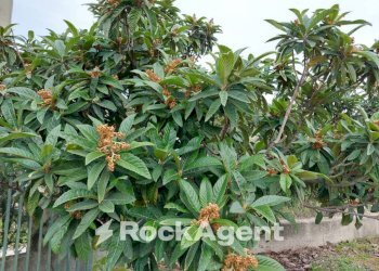 Giardino - Agricultural land strada Statale 107 Silana Crotonese, Crotone - photo 6