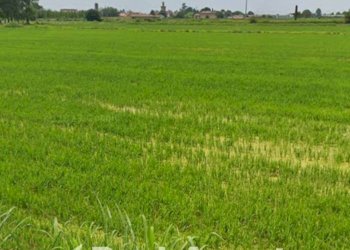 Terreno - Capannone strada semiana, Semiana - foto 4