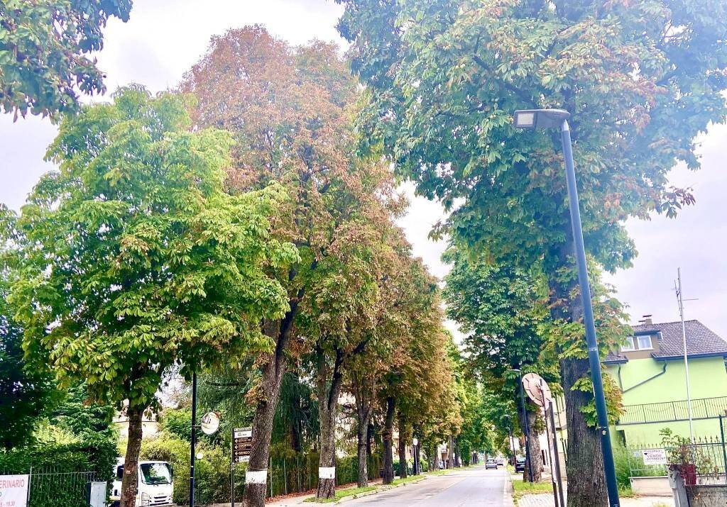 foto annuncio viale - Negozio Alba - foto 1