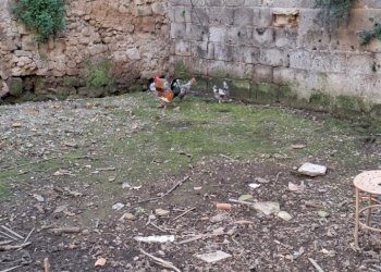 WhatsApp Image 2026-03-18 at 09.45.08 (1).jpeg - Independent house Via Sambuci, San Prisco - photo 13