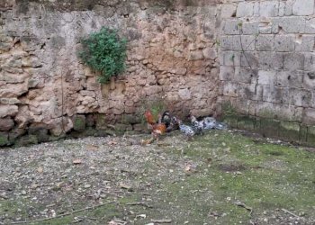 WhatsApp Image 2026-03-18 at 09.45.09 (3).jpeg - Independent house Via Sambuci, San Prisco - photo 20