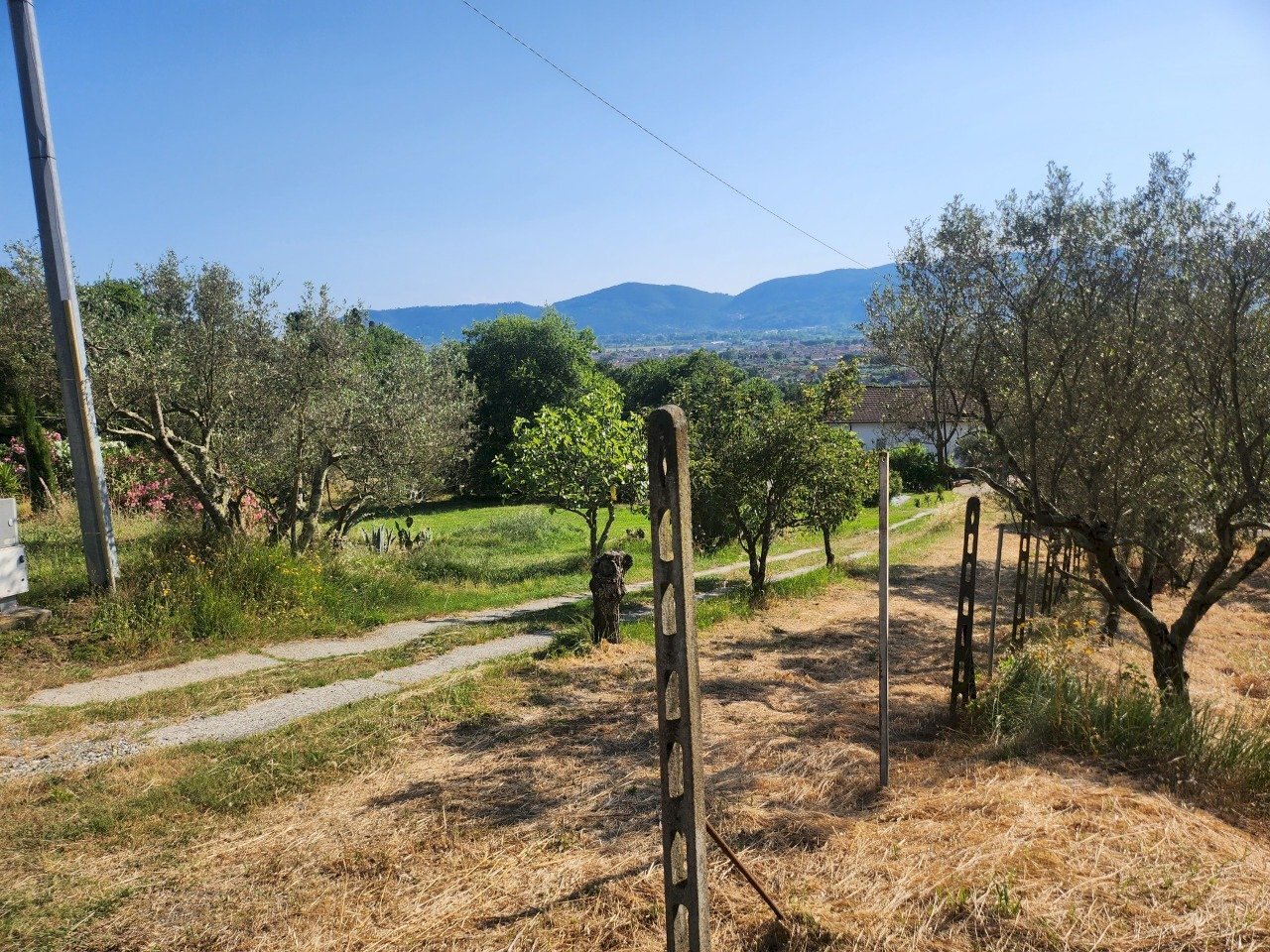 20250619_174120.jpg - Terreno agricolo Castelnuovo Magra - foto 1