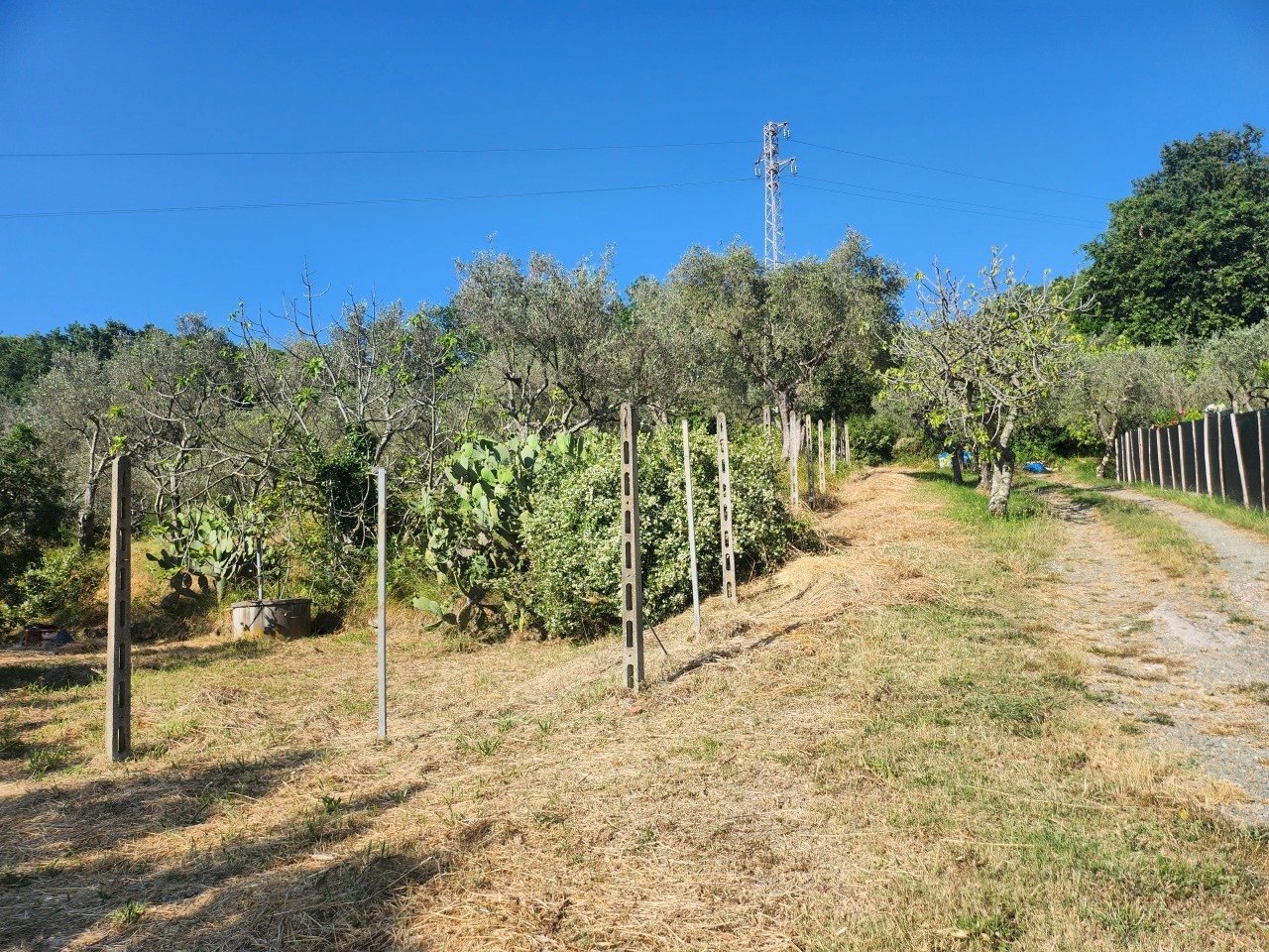20250619_174148.jpg - Terreno agricolo Castelnuovo Magra - foto 2