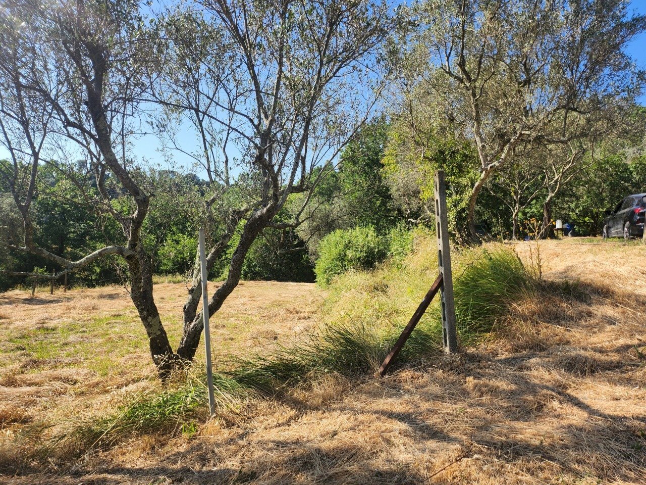 20250619_174208.jpg - Terreno agricolo Castelnuovo Magra - foto 3